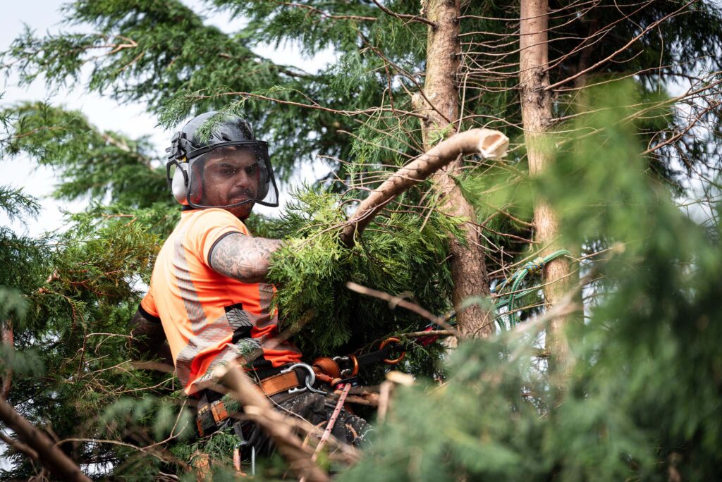 Tree surgeon