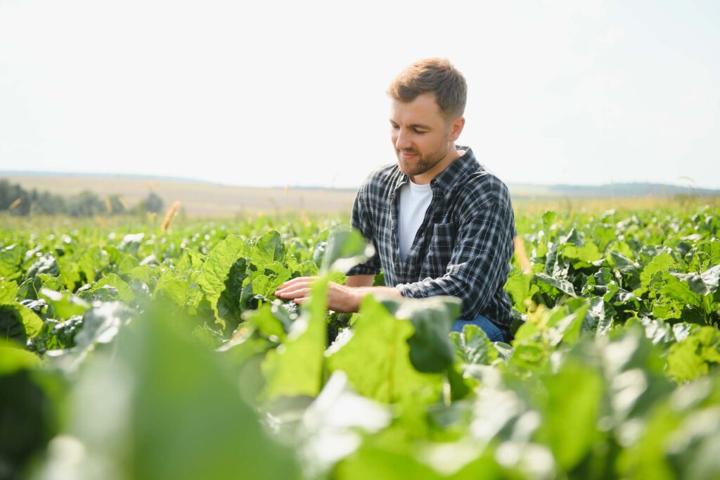 Farmer checking crop